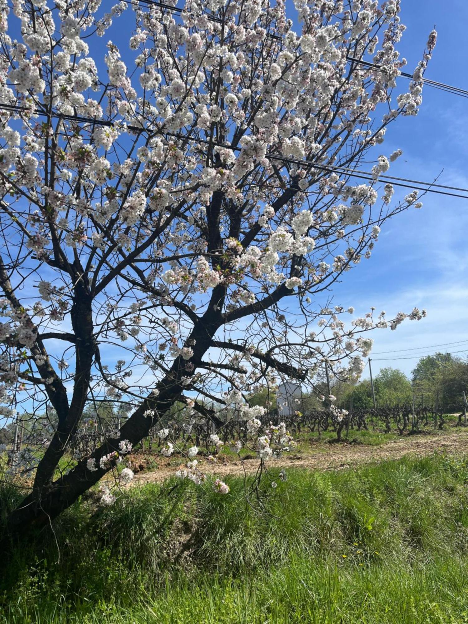 Appartement Avec Piscine Au Milieu Des Vignes Les Arcs-sur-Argens Εξωτερικό φωτογραφία
